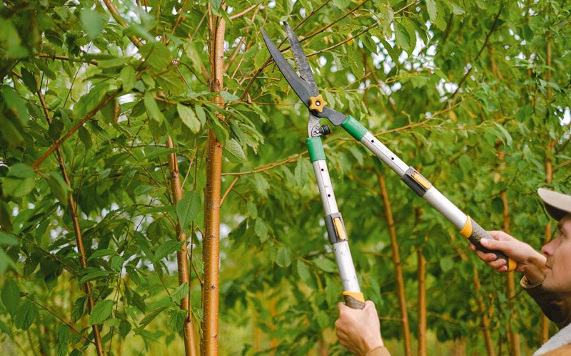 Tree trimming in Garden City, NY