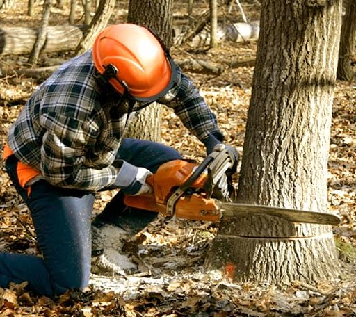Tree Removal in Garden City, NY